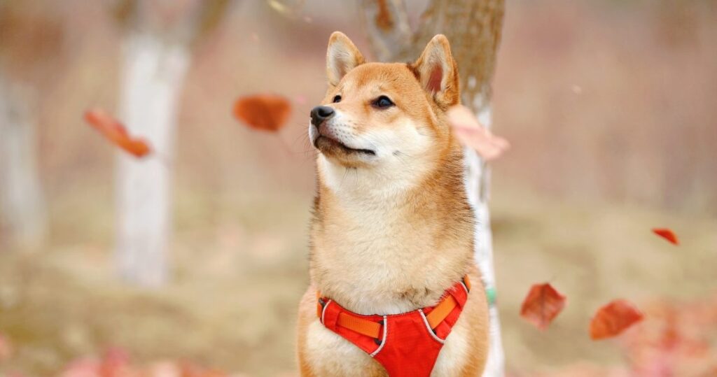 Shiba-Inu-SHIB-Testnet-Puppynet-Hits-20-Million-Transactions