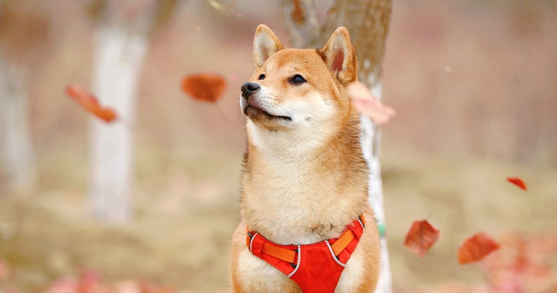 Shiba-Inu-SHIB-Testnet-Puppynet-Hits-20-Million-Transactions