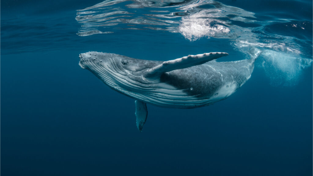 as-bitcoins-price-spikes-herds-of-btc-whales-begin-to-shrink-in-size