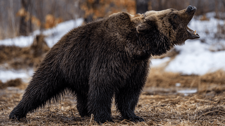 bearishshhd-768x432-1