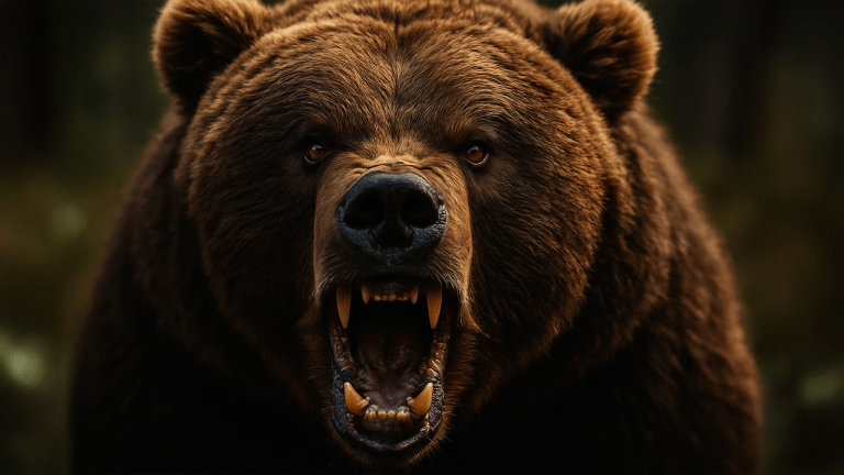 bearsssd-768x432-1