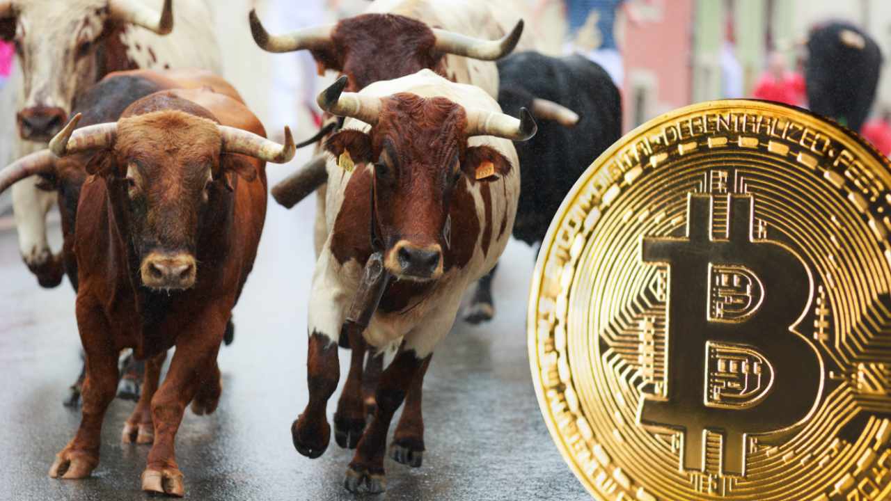 bull-run