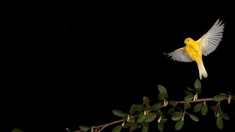 canary-soaring-768x432-1