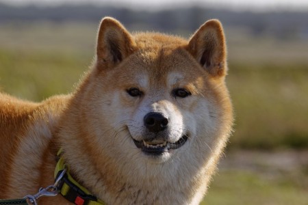 dog-breed-3714812-1280-x300_1px