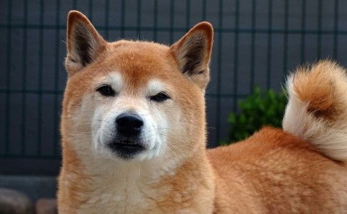 dog-dog-head-portrait-shiba-x300_1px
