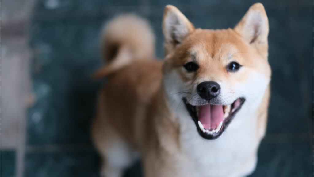 meme-crypto-shiba-inu-skyrockets-shib-climbs-230-in-a-week-whale-buys-6-trillion-tokens