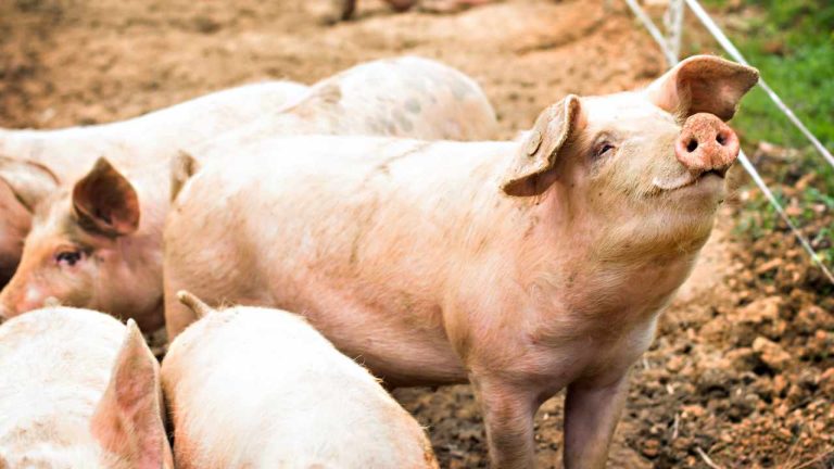 pig-butcher-768x432-1