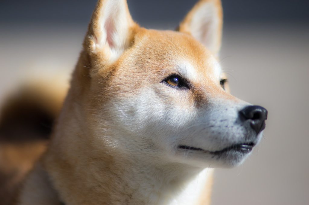 shiba-inu-g2828ee245_1280-1024x682-1