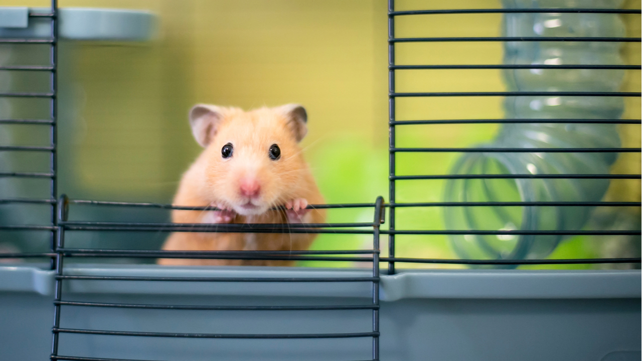 shutterstock_1148552330