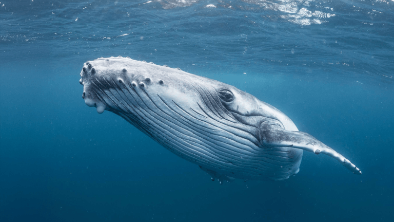 whale-768x432-1