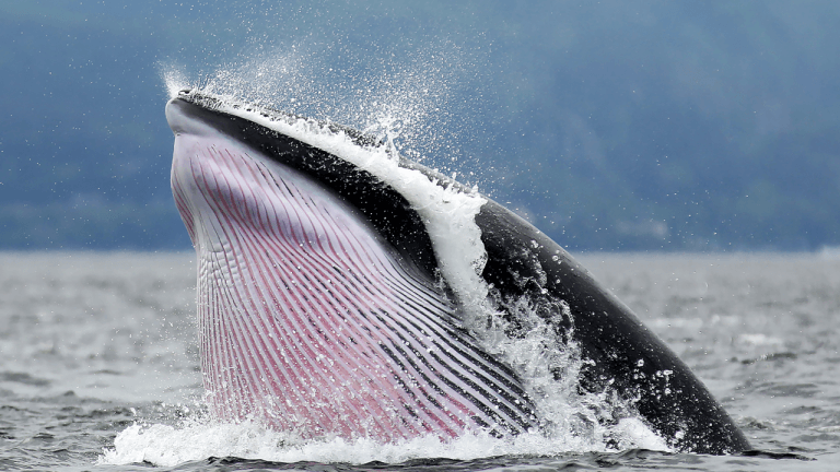 whalerssd-768x432-1
